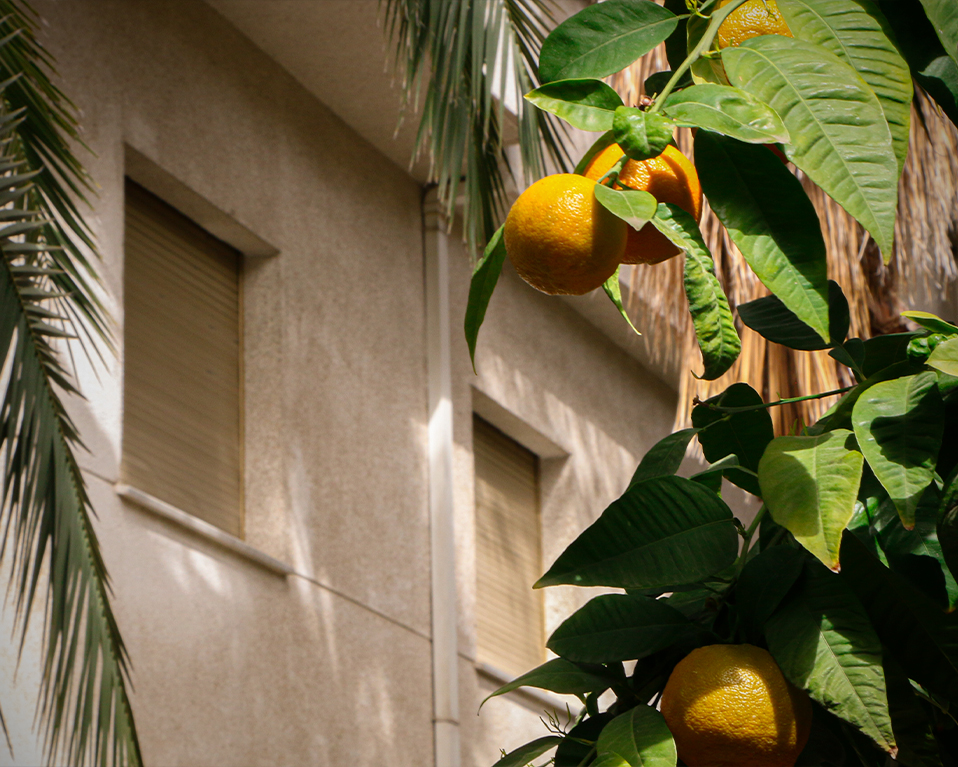 Árbol con naranjas del patio exterior del Edificio San Jerónimo, donde está la Facultad de Trabajo Social y la de Relaciones Laborales y Recursos Humanos